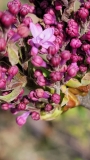 Evangeline_first_floret_GDD131_20220404_2_MLD