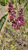 Evangeline_first_floret_GDD131_20220404_MLD
