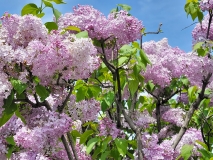 Excel_20210428_NYBG_MLD