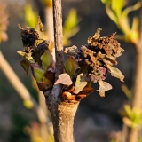 Excel_20230403_freeze_damage_MLD_MLD_1