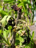 Excel_buds_and_leaves_freeze_damage_20220415_MLD_MLD