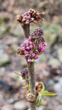 Excel_buds_with_some_freeze_17_degrees_damage_GDD122_20220401_MLD_MLD