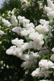 Excellent_MSU_BG_TP_2