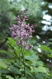 Eximia_RBG_CH