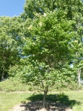 Falconskeape_20200608_DA_MLD_2