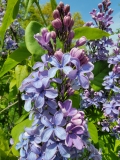 Fale_Baltyku_20210428_maybe_Wedgwood_Blue_3_NYBG_MLD