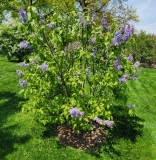 Fale_Baltyku_20210428_maybe_Wedgwood_Blue_4_NYBG_MLD