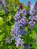 Fale_Baltyku_20210428_maybe_Wedgwood_Blue_5_NYBG_MLD
