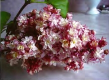 Federiko_Garsia_Lorka_2012_TP
