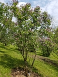 Fellenberg_20170523_RBG_MLD_1