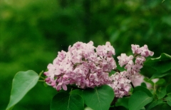 Fellenberg_MF_FM