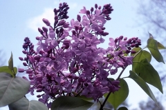 Fellenberg_RBG_CH_1