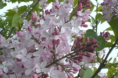 Fénelon