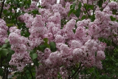 Fenelon_ZB_1