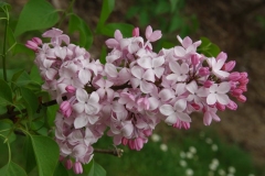 Fenelon_ZB_2