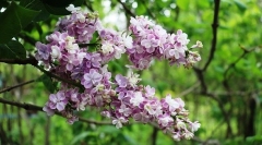 Feya_Sireni_2019_Russia_OA