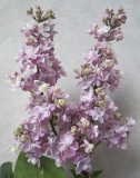 Feya_Sireni_Russia_OA