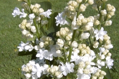 Fiala Remembrance