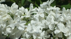 Fiala_Remembrance_201505_MF_BB