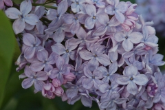 Firmament_KP_HI_2