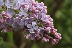 Firmament__2014_Brooklyn_BG_TP_16
