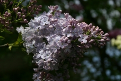 Firmament__Main_BG_TP_7