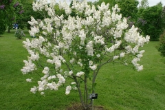 Flora 1953