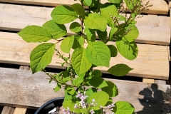 Floréal