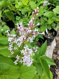 Floreal_20220521_MLD