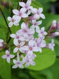 Floreal_20220521_MLD_2