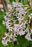 Floreal_20240507_MLD_MLD_3