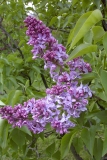 Sierra Exif JPEG