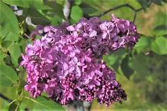 Florence_Christine_ZB_3