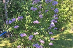 Flow Blue