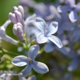 Flow_Blue__201906_LM_CF