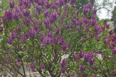 Flower City
