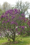 Flower_City_
