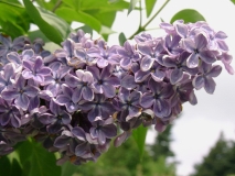 Flower_City_200105_HP_BB