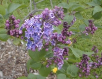 Flower_City_2003_HP_MM__DM_1