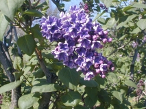 Flower_City_2003_HP_MM__DM_2