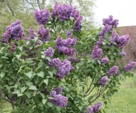 Flower_City_2013_HP_TP__10