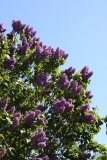 Flower_City_2013_HP_TP__3