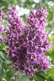 Flower_City_2013_HP_TP__5