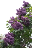 Flower_City_2013_HP_TP__6