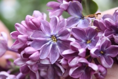 Flower_City_2013_HP_TP__7