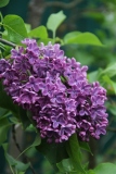 Flower_City_20200602_Russia_TP