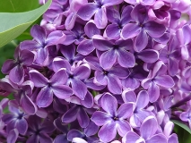 Flower_City_2021_EB