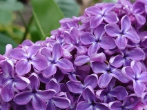Flower_City_2021_EB_2