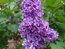 Flower_City_2021_EB_3