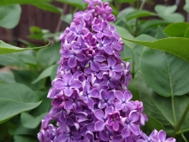 Flower_City_2021_EB_4